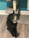 adoptable Cat in , KY named Violet Mae - Must Apply in Person
