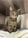 adoptable Cat in georgetown, KY named Lark-Must apply in person
