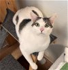 adoptable Cat in  named Muffin