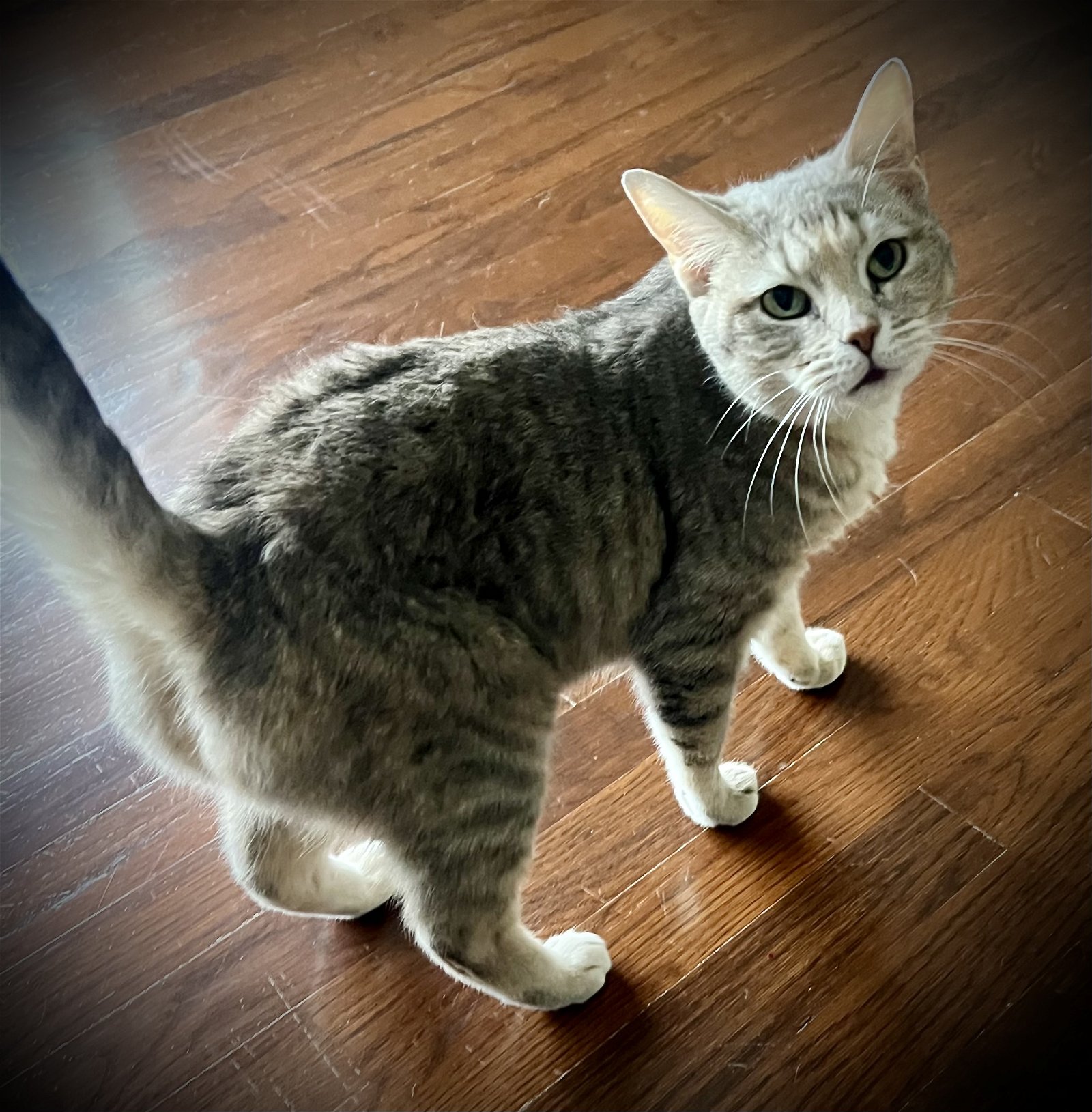 adoptable Cat in Georgetown, KY named Cinnamon Sugar