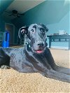 adoptable Dog in georgetown, KY named Clementine