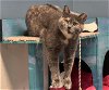 adoptable Cat in  named Miss Love  (PS)