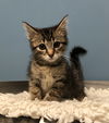 Nash