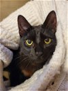 adoptable Cat in  named Catalina -Must Apply in Person