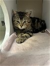 adoptable Cat in georgetown, KY named Pablano - Must Apply In Person