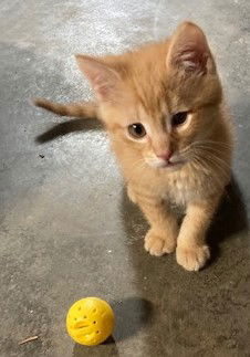 Tater