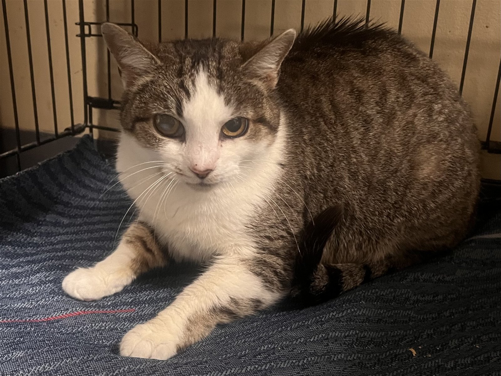 adoptable Cat in Georgetown, KY named Serrano