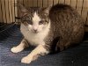 adoptable Cat in georgetown, KY named Serrano