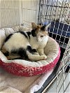 adoptable Cat in  named Kiara  - Must Apply in Person