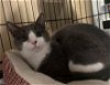 adoptable Cat in georgetown, KY named Kirby (PS)