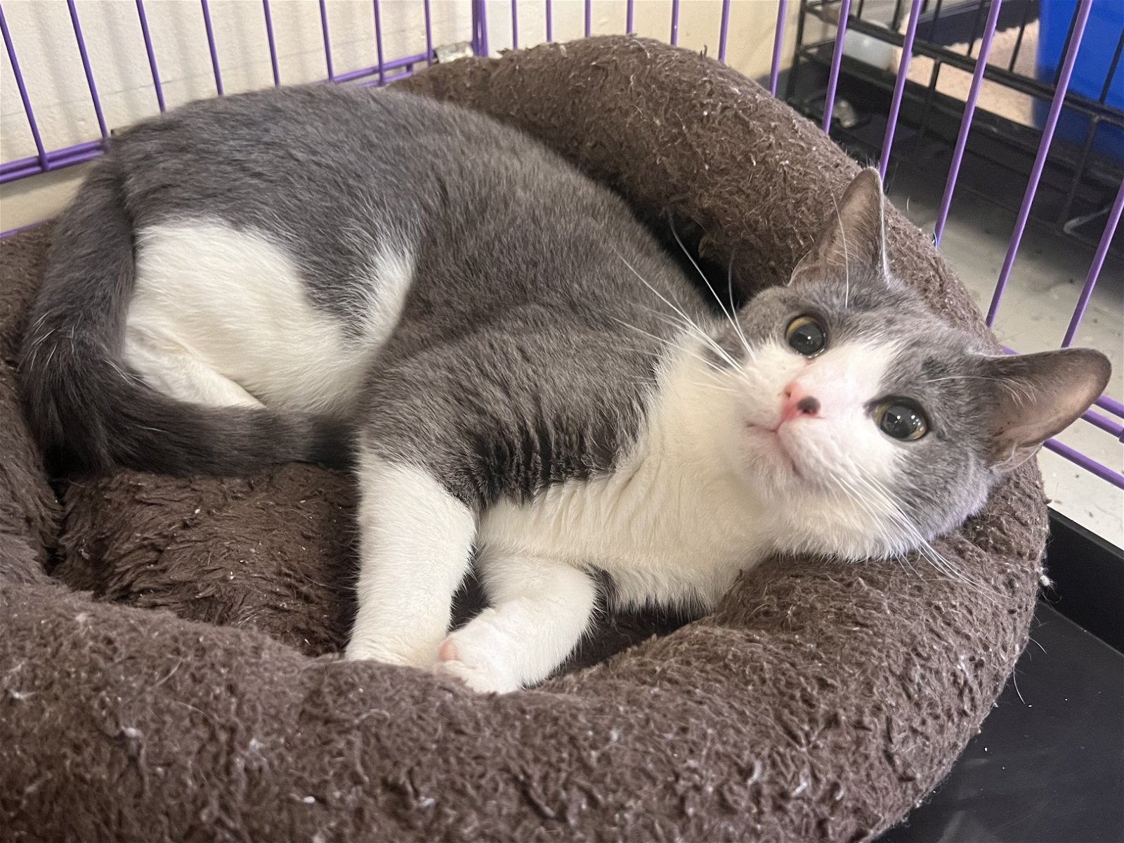 adoptable Cat in Georgetown, KY named Kirby