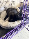adoptable Cat in georgetown, KY named Illari (FS)