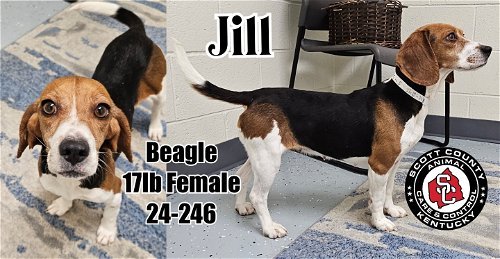 adoptable Dog in Georgetown, KY named Jill
