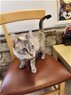 adoptable Cat in , KY named Sophie