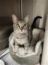adoptable Cat in  named Gwen