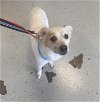 adoptable Dog in , KY named Simba