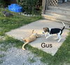 Gus