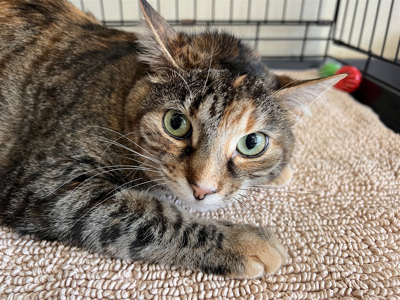 adoptable Cat in Georgetown, KY named Sasha-Must Apply in Person