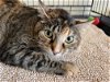 adoptable Cat in , KY named Sasha-Must Apply in Person