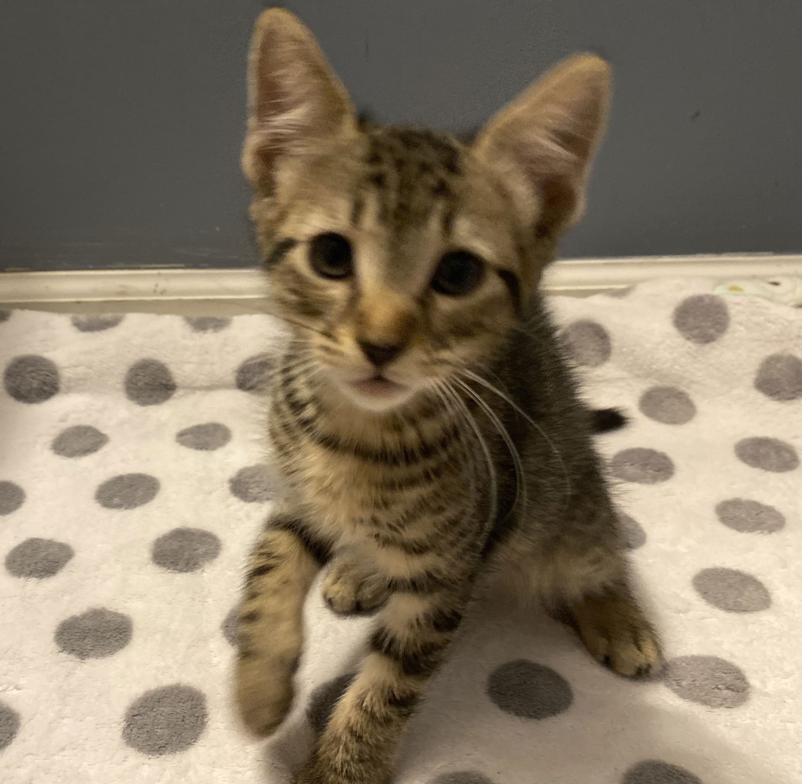 adoptable Cat in Georgetown, KY named Dustin