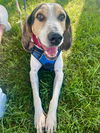 adoptable Dog in  named Bonnie