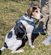 Bonnie