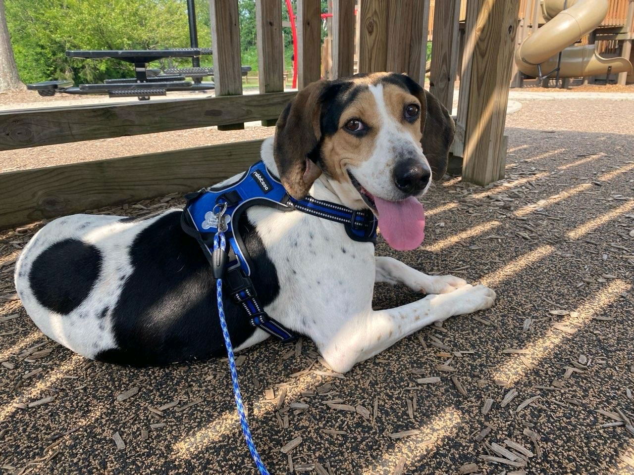 adoptable Dog in Georgetown, KY named Bonnie