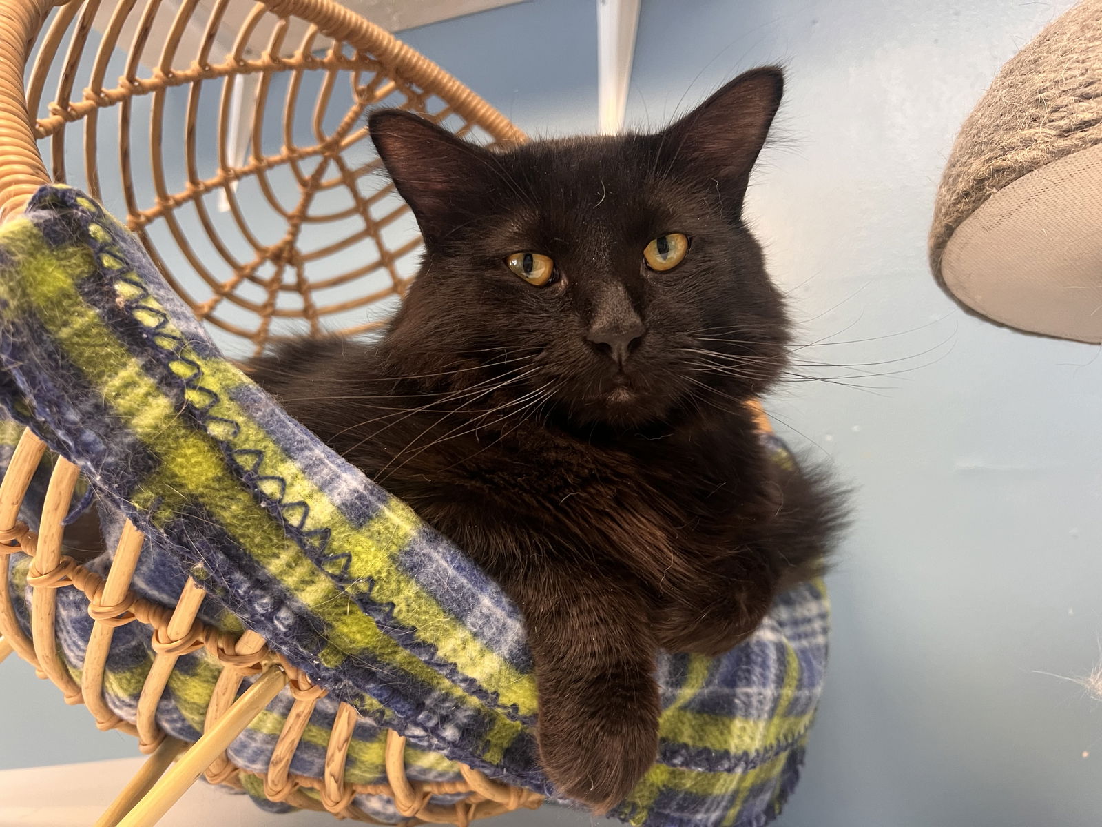 adoptable Cat in Georgetown, KY named Soot Sprite