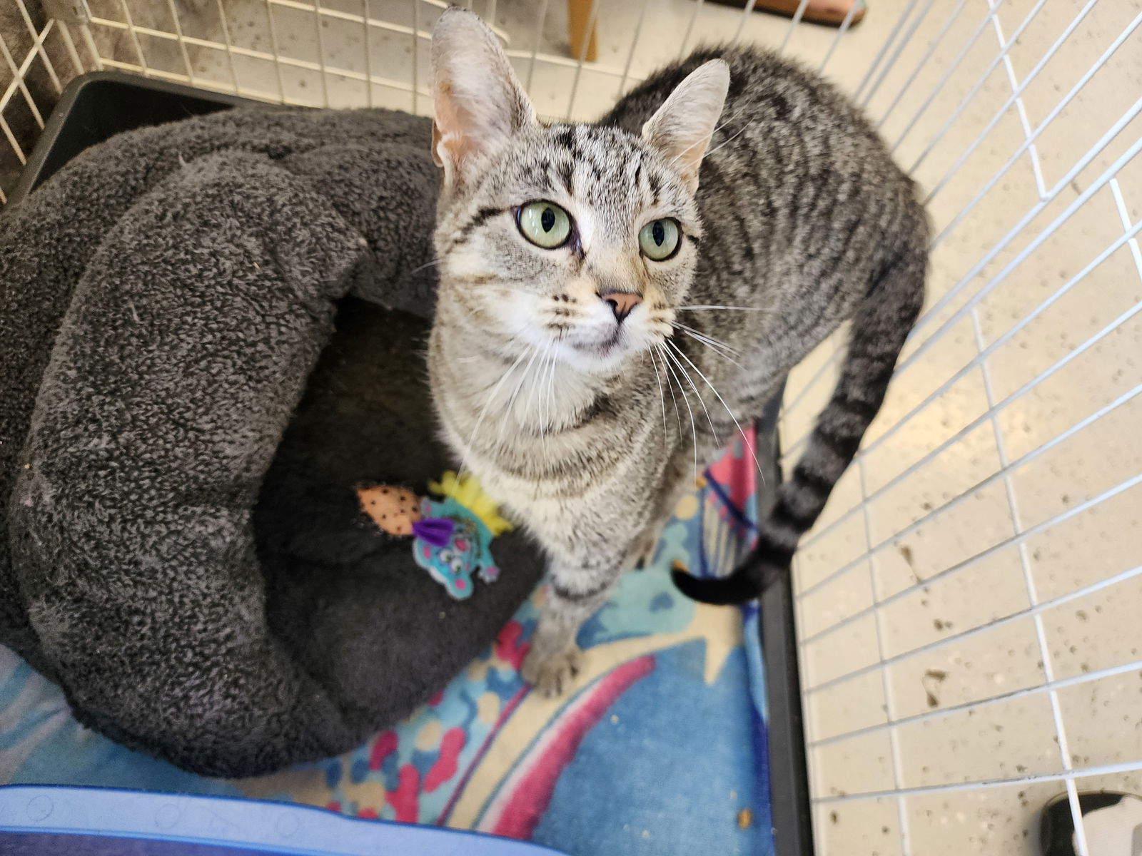 adoptable Cat in Georgetown, KY named Patty Cake