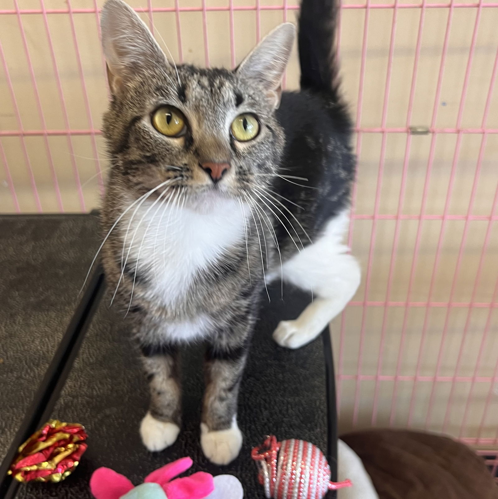 adoptable Cat in Georgetown, KY named Darby- Must Apply in Person