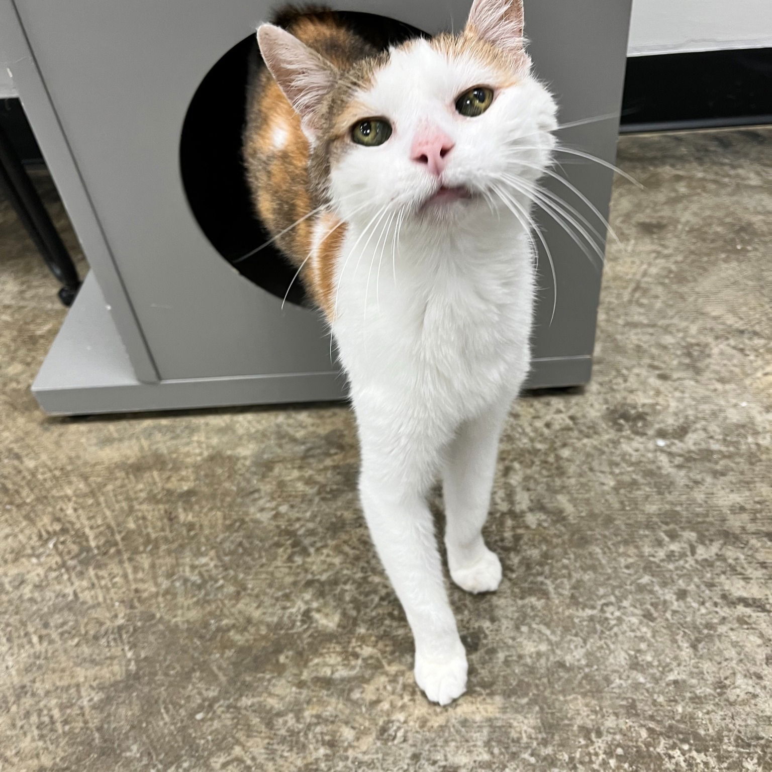 adoptable Cat in Georgetown, KY named Tennille - Must Apply in Person