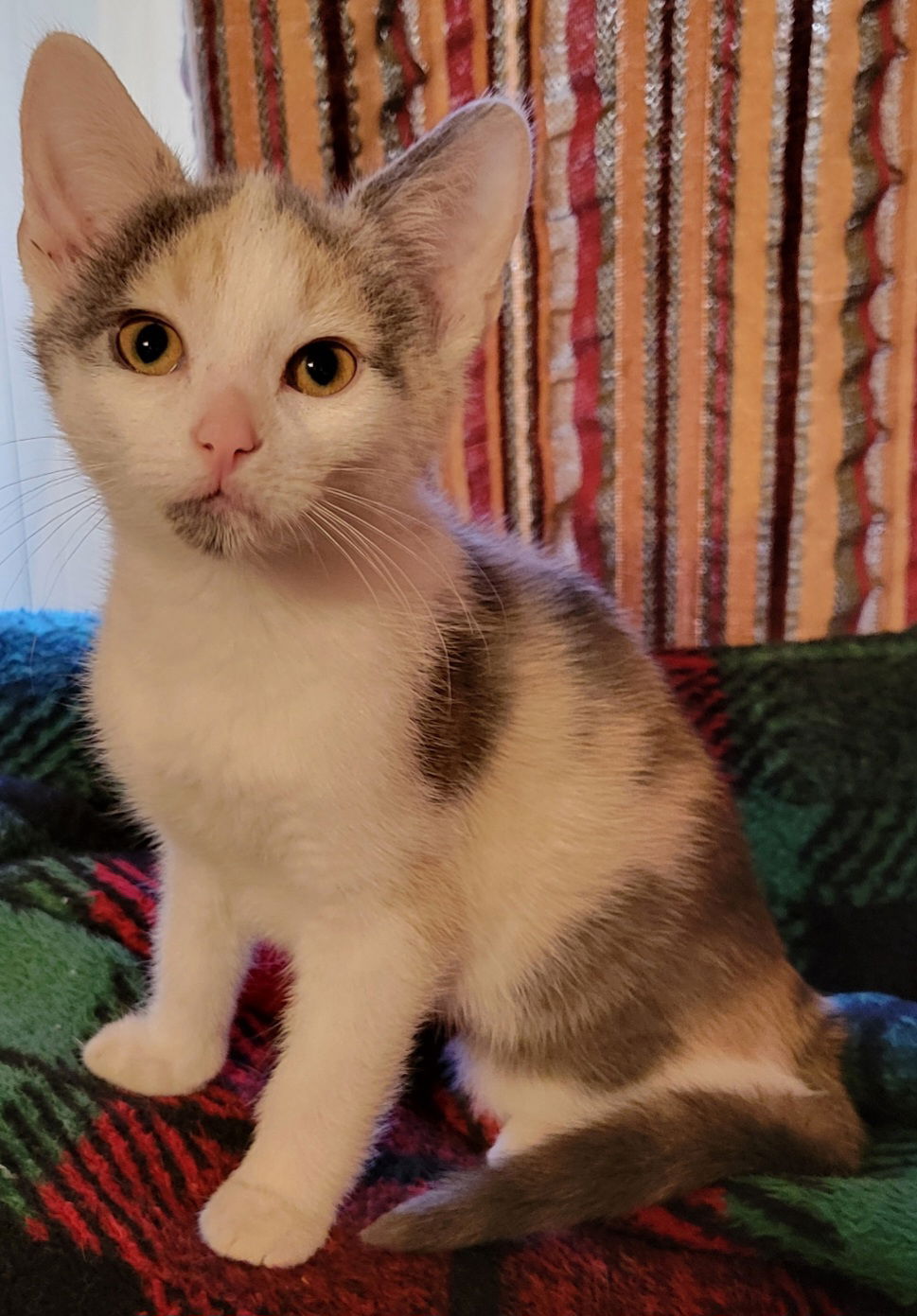 adoptable Cat in Georgetown, KY named Tauriel