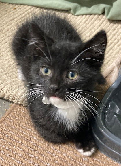 adoptable Cat in Georgetown, KY named Niam