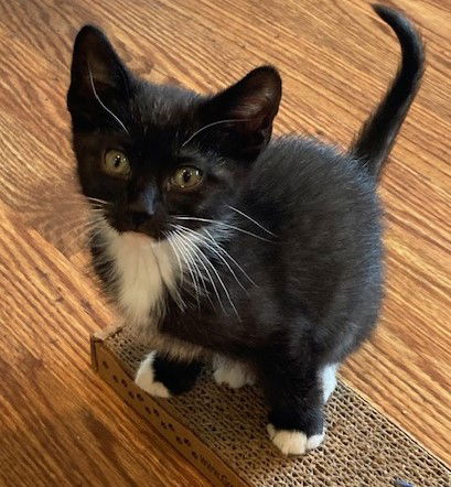 adoptable Cat in Georgetown, KY named Nico (FS)