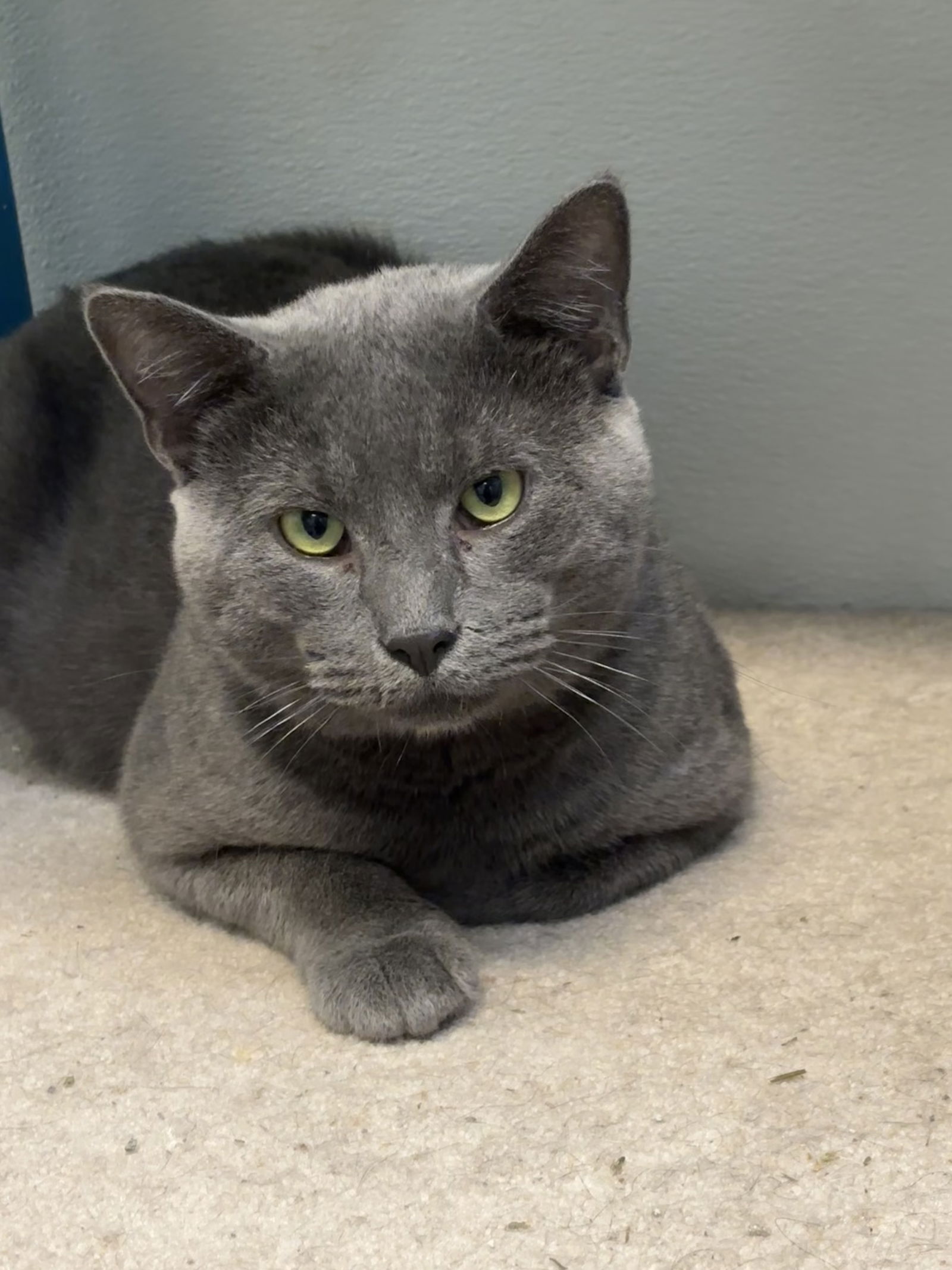 adoptable Cat in Georgetown, KY named Bradford