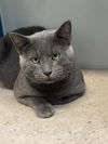 adoptable Cat in , KY named Bradford