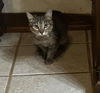 adoptable Cat in , KY named Olympia