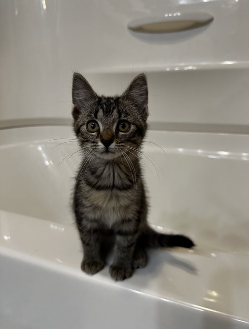 Simone