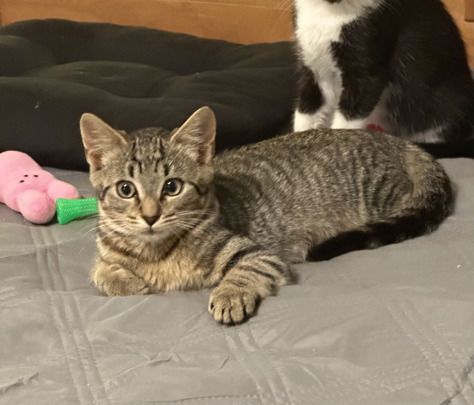 adoptable Cat in Georgetown, KY named Zac