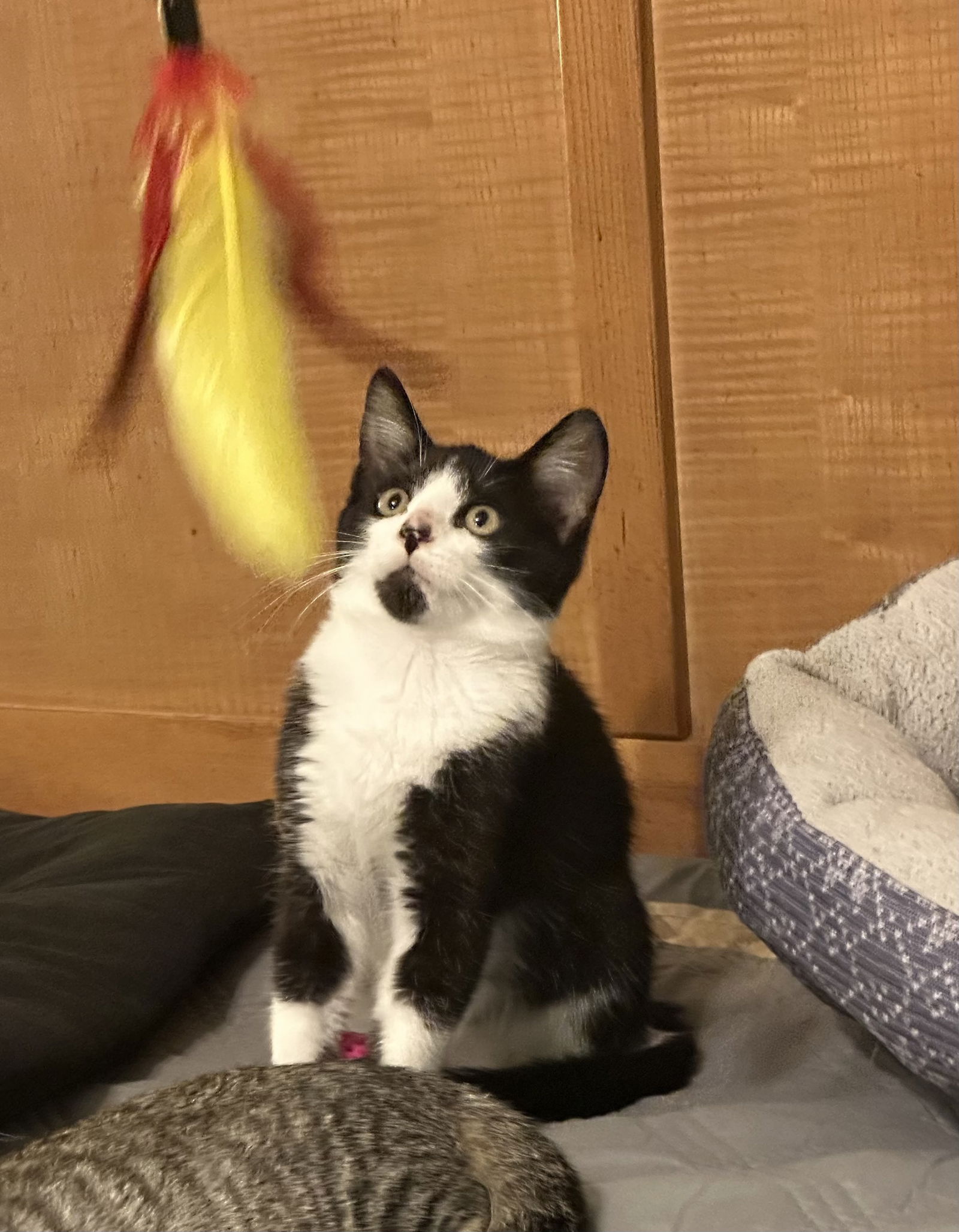 adoptable Cat in Georgetown, KY named Wilson