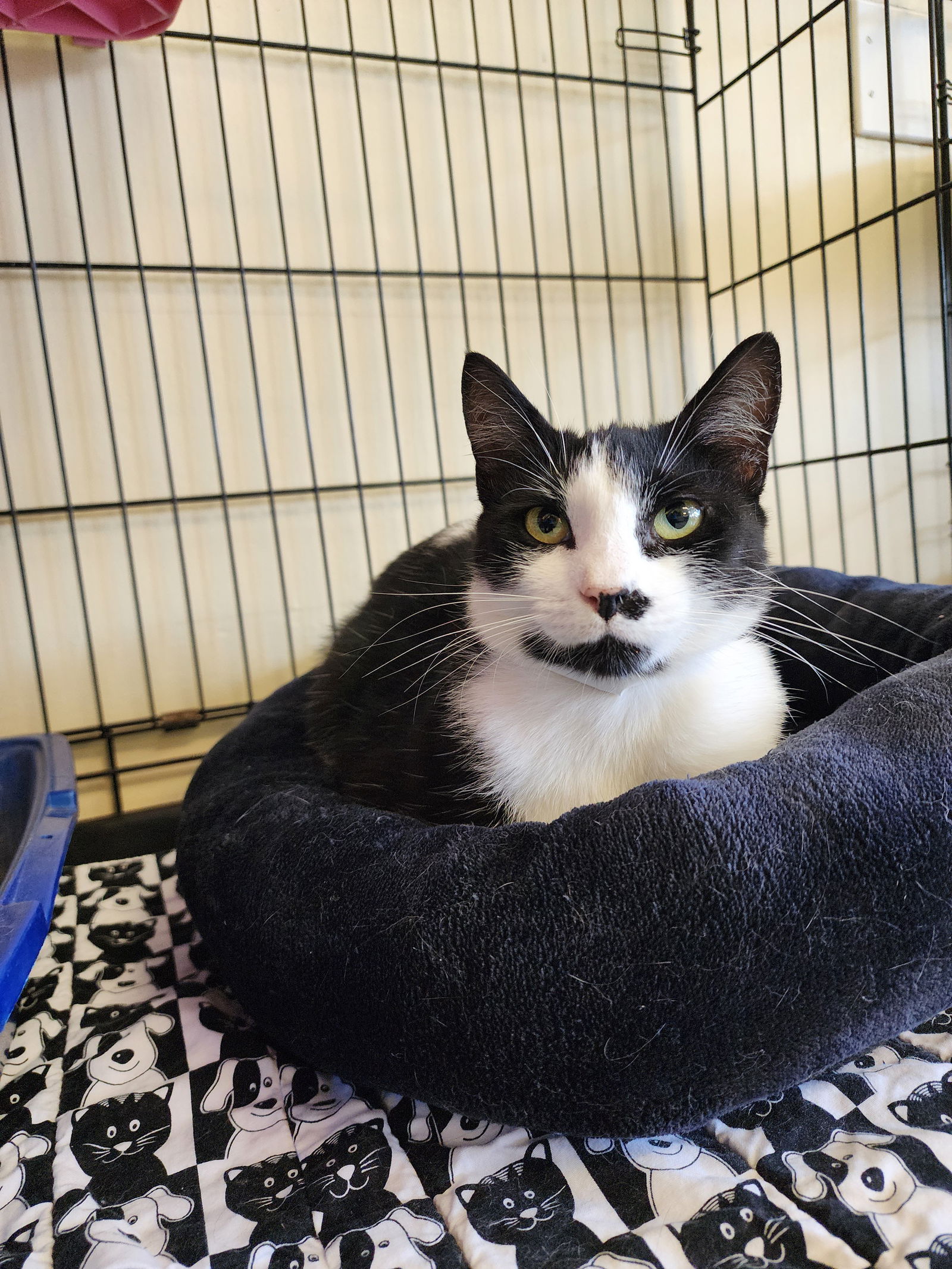 adoptable Cat in Georgetown, KY named Touka