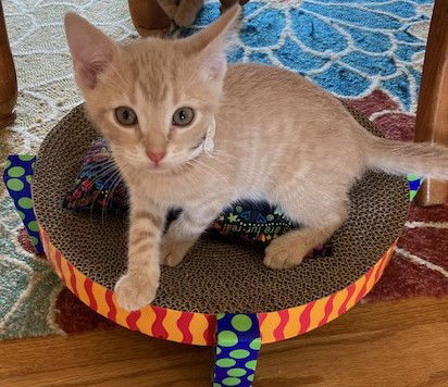 adoptable Cat in Georgetown, KY named Quiche