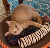 Queso