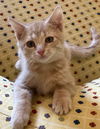 Queso