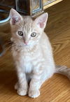 Queso