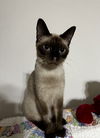 Maude