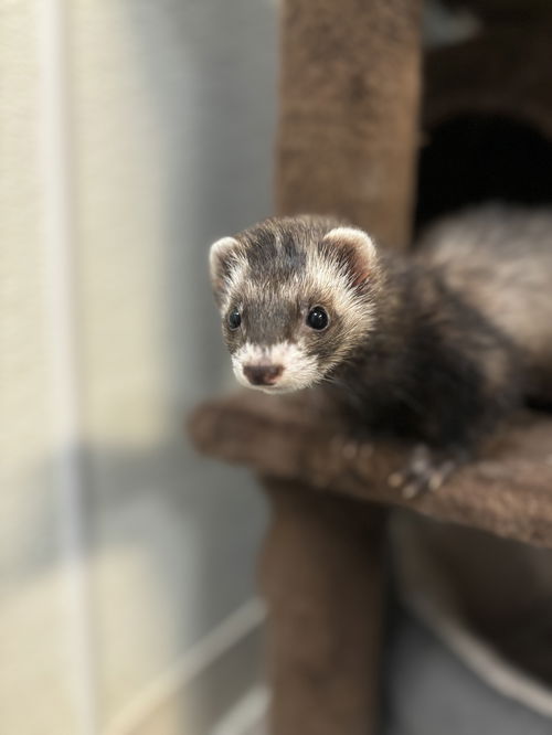 Otis