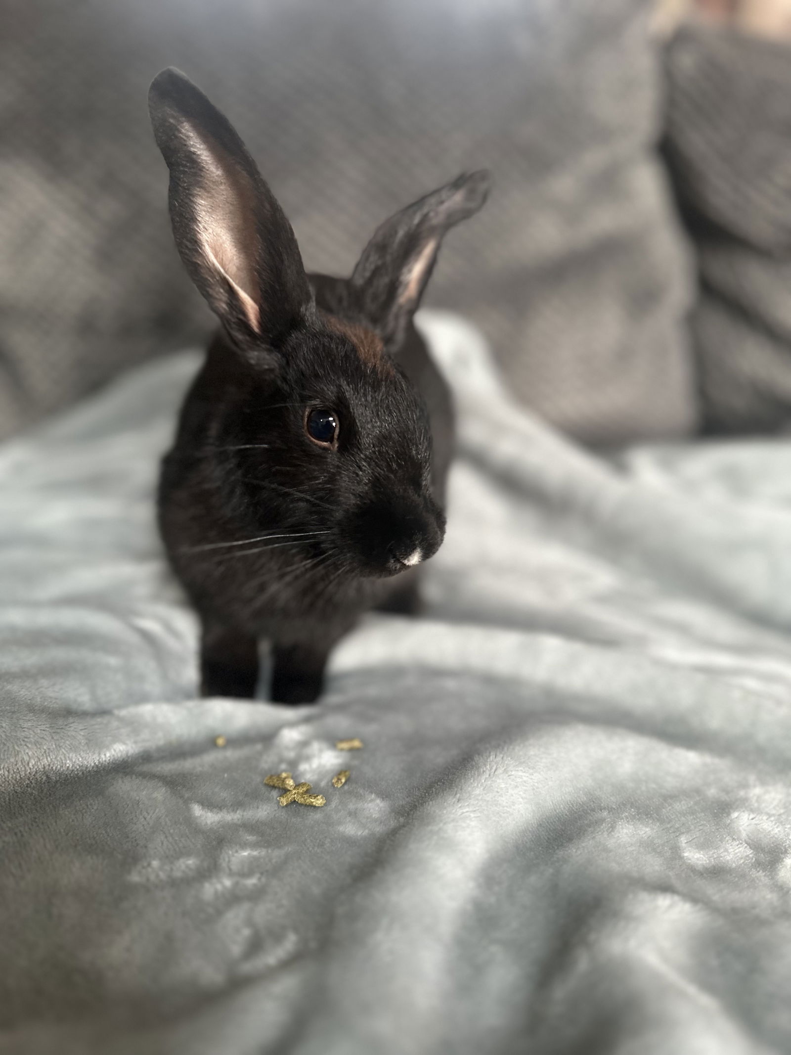 adoptable Rabbit in Georgetown, KY named Rocco