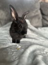 adoptable Rabbit in Georgetown, KY named Rocco