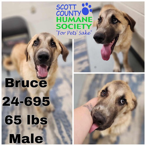 Bruce